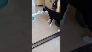 Challenge me to a duel cat kittten callenge fighter vacuum [upl. by Wilda970]