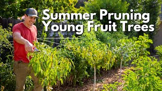 Summer Pruning for Young Fruit Trees [upl. by Rednave346]