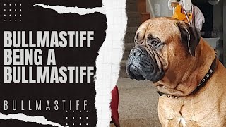 Bullmastiff Life [upl. by Allesig]