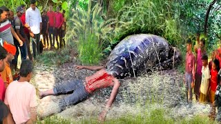 Anaconda Attack Man In Forest  Anaconda Attack In Real Life  anaconda snake attack story part03 [upl. by Aelber]