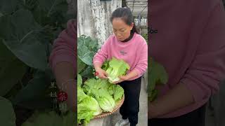 Fast Result My Italian Lettuce Is Ready In 45 Days gardening naturalife rurallife [upl. by Raddie]