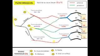 PLEXO BRAQUIAL rápido y sencillo descarga la presentación GRATIS [upl. by Ceil162]