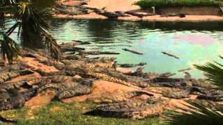 Croc Farm  South Africa Travel Channel 24 [upl. by Holleran318]