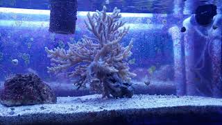 WYSIWYG Show Neon Green Branching Sinularia Soft Coral [upl. by Mikey846]