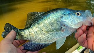 Crappie and a few Bluegill  Crappie fishing [upl. by Ilyak514]