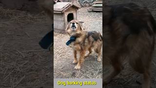 Barking dogs sounds840kviraldogshorts [upl. by Kuska]