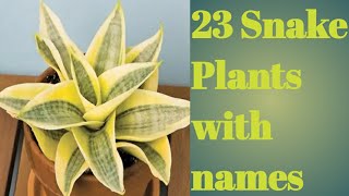 Snake Plant Varieties with Names  23 Varieties of snake plant with names [upl. by Hgieliak398]