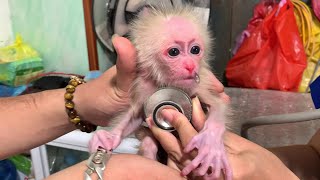 Adopt an Abandoned Baby monkey AKA Pneumonia at the veterinary station [upl. by Freed980]