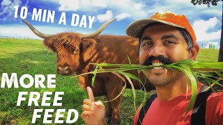 SAVE MONEY AND TIME  ROTATIONAL GRAZING THE EASY WAY [upl. by Ijat824]