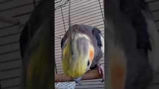 Calopsitte qui fait des bisous birds cockatielsing cockatiel [upl. by Rehposirhc]