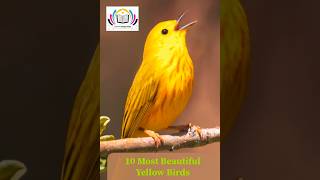 10 most beautiful yellow birds lstudypoint viral shorts [upl. by Retha]