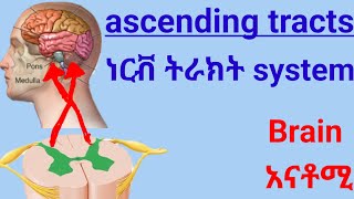 🛑ascending Tracts of Spinal Cord የህብለ ሰረሰር ትራክት ሲስተም spinal nervous system anatomy [upl. by Leahcym284]