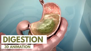 How the Digestive System Works  3D Animation [upl. by Winola]