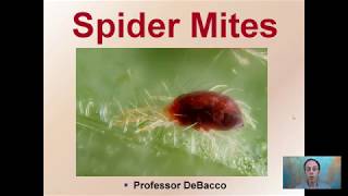 Spider Mites [upl. by Nevins]