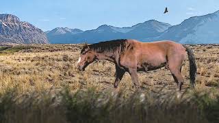 Wild Horses Native Keystone Species in American Grasslands [upl. by Heilner]