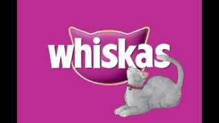 WHISKAS Animated spot Gary Q [upl. by Gnirps391]