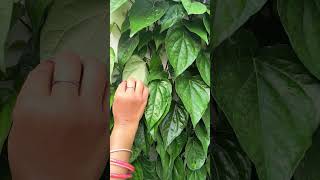 Paan Ka Patta  paan trendingshorts gardening garden gardeningtips viralshorts [upl. by Ehcrop]