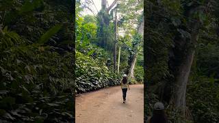 Checking out Manoa falls shorts hawaii travel [upl. by Azarcon]