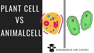 Plant cell vs Animal cell  Compare and Contrast [upl. by Marilou]