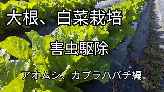 【大根、白菜】 害虫駆除 アオムシカブラハバチ編 【髭サン農家】 [upl. by Euqinahc]