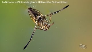 La Notonecte Notonecta glauca Hétéroptère Notonectidae [upl. by Ardme]