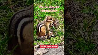 Funky Town  Alvin The Chipmunks funkytown alvinthechipmunks fyp fypシ fypシ゚viral foryou [upl. by Aivata454]