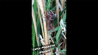 DESCHUTES RIVER Salmonflies  Catch Magazine FLY FISHING shorts [upl. by Berton]