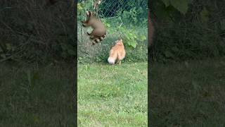 CAT VS RACOON FIGHT cat racoons fighting animals animallover catlover orangecat shorts wow [upl. by Eninaej]