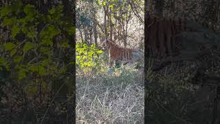 17 Feb24 Tigress 151 cubs by the river [upl. by Alecram]