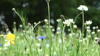 Hidcote Manor Garden Gloucestershire UK [upl. by Rettig]