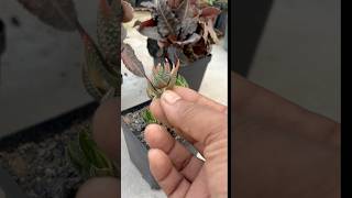 Haworthia pumila quotDonutsquot variegated  multiply succulentum by tip cutting  haworthia propagation [upl. by Ennairda506]