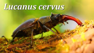 Lucanus cervus Linnaeus 1758 [upl. by Han]