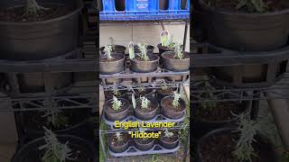 English Lavender quotHidcotequot very low maintenance bestplants lowmaintenanceplants shrubs [upl. by Mehalick95]