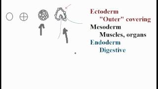 Biolgy Germ Layers Endoderm Mesoderm Ectoderm [upl. by Arty]