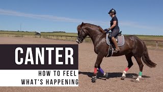 Cantering A Horse  How He Moves And What You Feel [upl. by Elyssa]