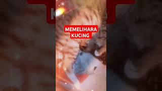 MEMELIHARA KUCING bismillahirrahmanirrahim kucing ayamguntingpasarmalamdenlabu pasarmalam 2024 [upl. by Leba350]