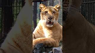 Tigons and Ligers Explained Hybrid Big Cats Unveiled 🐅🦁 TigonvsLiger hybridanimals bigcats [upl. by Peursem161]