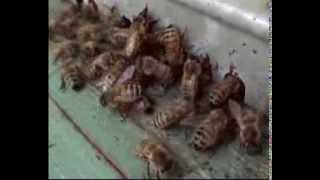 Beekeeping in Italy [upl. by Nerte854]