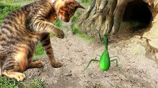 Mantis vs cat  The battle of the two animals with the fastest attack speed in the world [upl. by Cristian266]