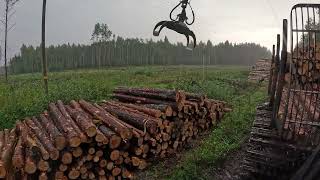 John Deere 1010G Unloading pine pulpwood in rain [upl. by Soneson]