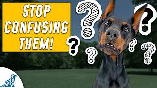 Dog Training Advice You Didnt Know You Needed [upl. by Attalanta529]