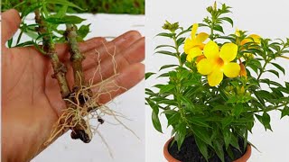 How to grow allamanda plant from cuttings  Allamanda Propagation [upl. by Achilles]