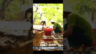 Cashew Harvest cashewharvest cashew agriculturaldocuments shorts [upl. by Notsuh]