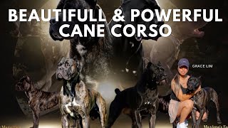 Cane Corso The Most Misunderstood Dog Breed [upl. by Anomor]