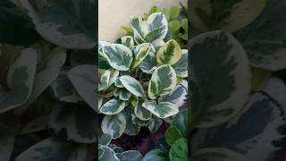 shots Peperomia obtusifolia variegata [upl. by Whelan259]