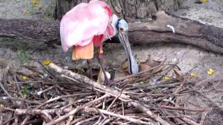 Roseate Spoonbill and Egg [upl. by Ubana]