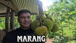 Update sa munting Farm kaagapaymixvlogs9819 [upl. by Rocco]