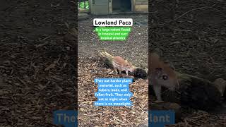 Lowland Paca zoo rodents rat nature naturelovers science biology animals research alpha [upl. by Cilla]