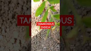 Bonsai guide for the Tamarind Bonsai tree Tamarindus indica [upl. by Kcirtap105]