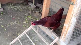 Chicken sings egg song [upl. by Benco]